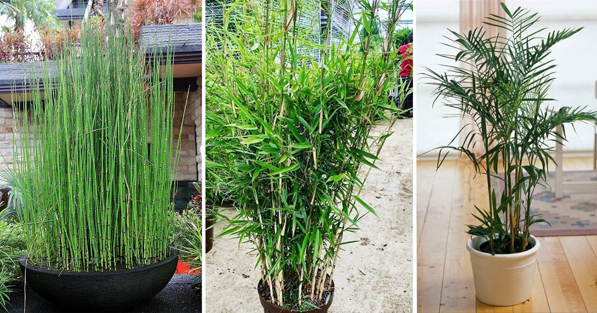 10 Plants Look like Lucky Bamboo | Balcony Web