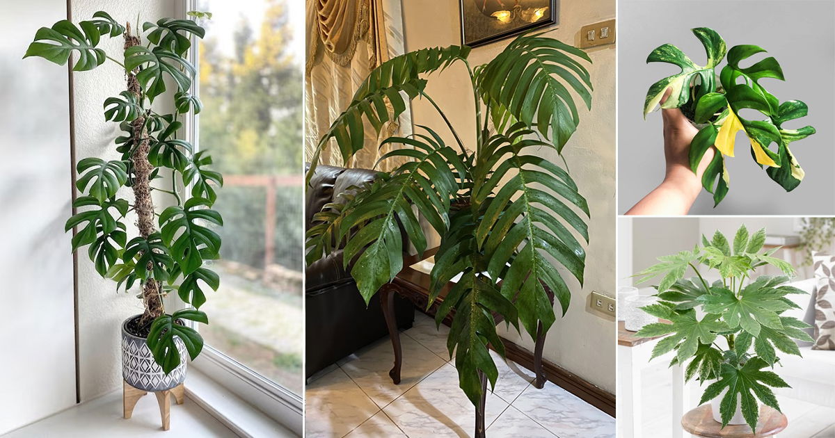 17 Plants that Look like Monstera but are Not