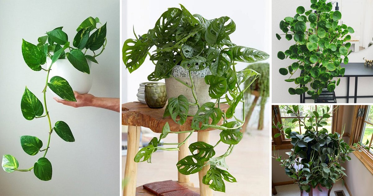 Types of Money Plants that Bring Wealth in Home