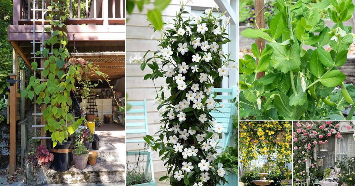 21 Fast Growing Creepers and Vines | Balcony Garden Web