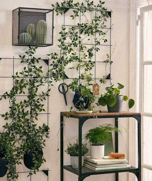 Variegated Real or Faux Plants on Wall Lattice Give Jungle Vibes 