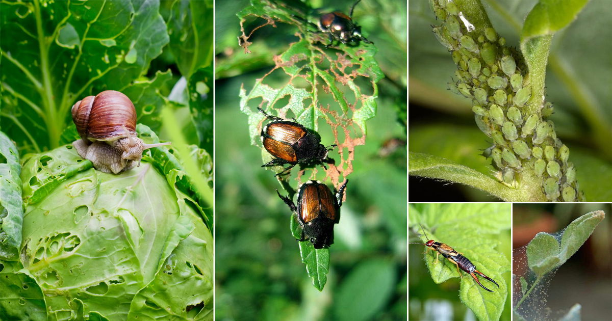 50-types-of-common-pests-in-your-garden-how-to-get-rid-of-them