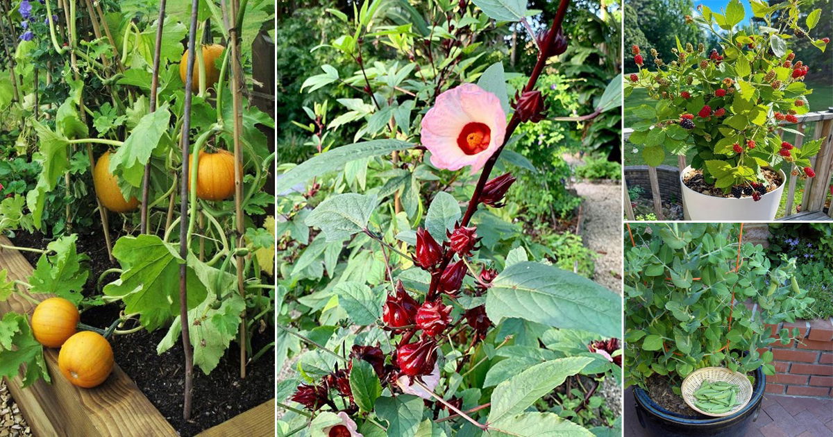 Most Expensive Edible Plants at Madeline Lee blog