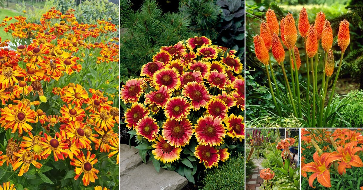 25 Best Perennials With Orange Flowers