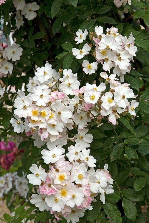 42 Best White Garden Roses Varieties 12