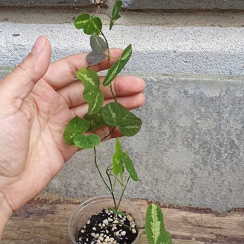 Passiflora Colinvauxii 2