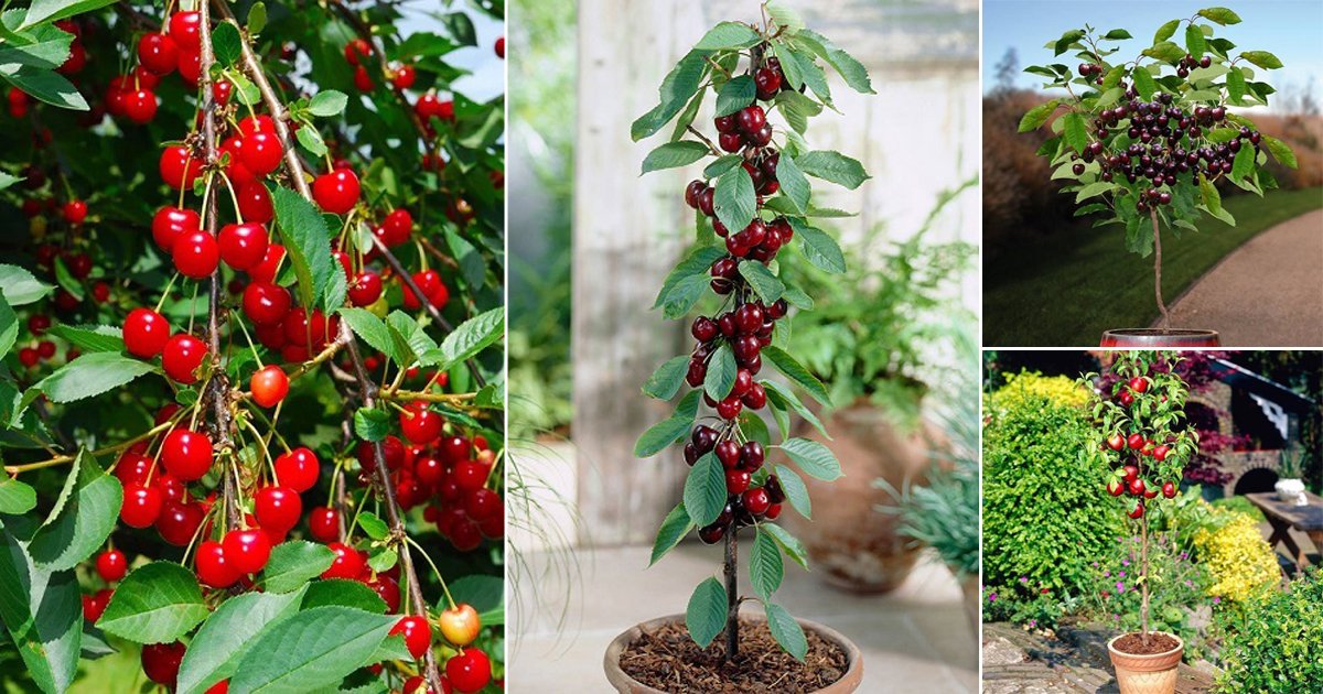 35 Best Types of Cherries to Grow in Pots | Balcony Garden Web
