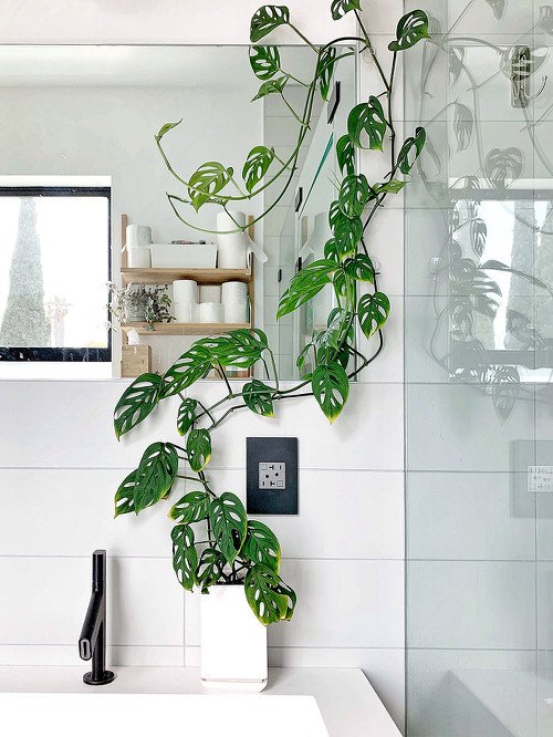 A Chic Monstera in a Bathroom jungle vibes