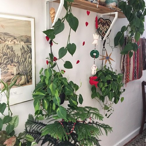 Hanging Pothos by the Shelf