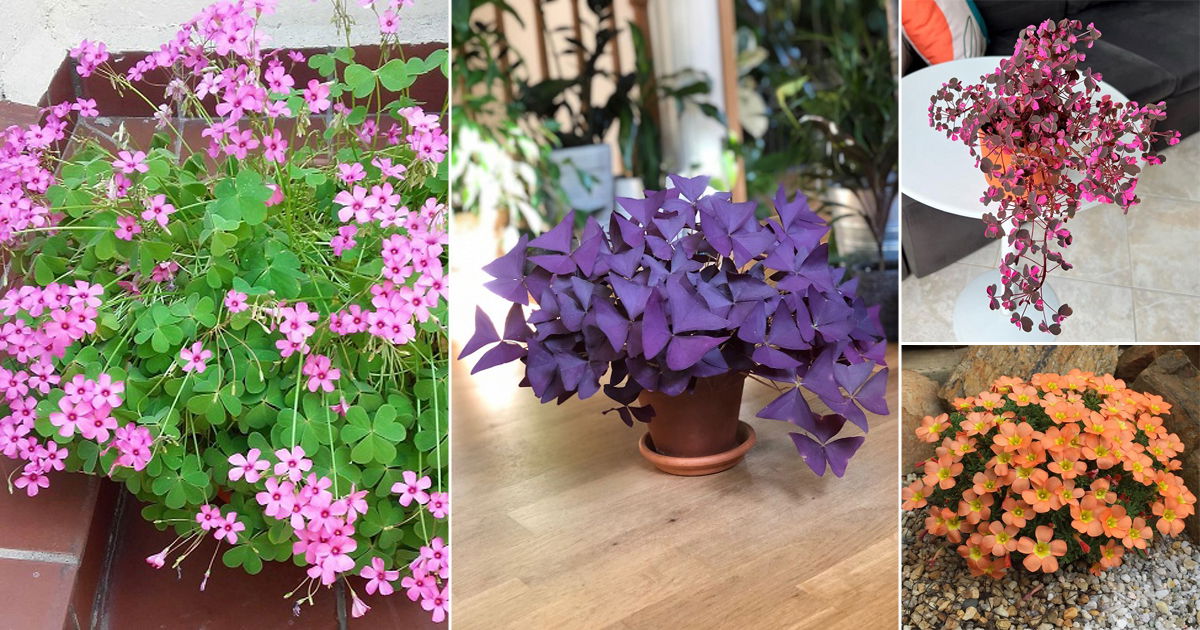 65 Best Oxalis Varieties You Must Grow | Balcony Garden Web