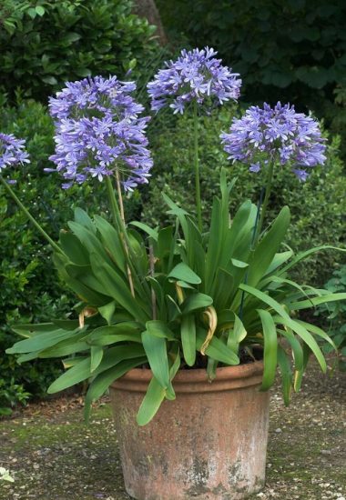 31 Best Baby Blue Flowers | Small Blue Flowers