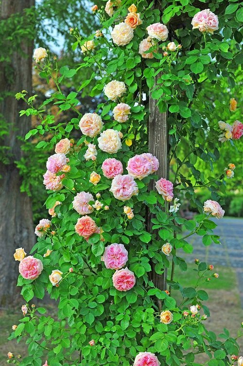 42 Best White Garden Roses Varieties 11