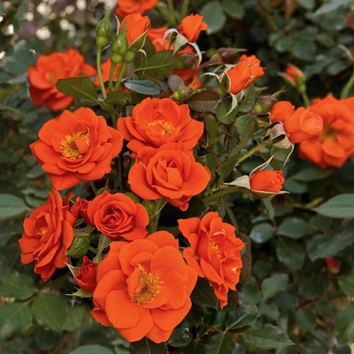 Smallest Rose Varieties for Containers 11