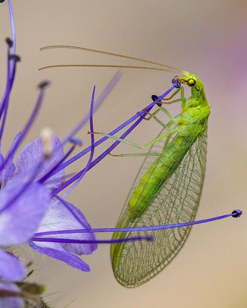 beautiful Categories of Typical Garden Pests