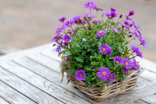 purple and yellow flowers in the bucket