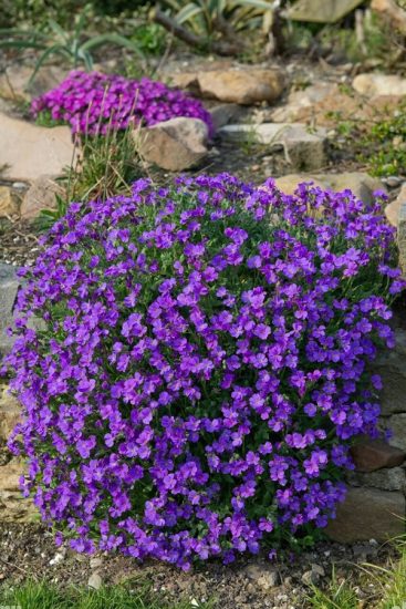 25 Flowers that Start with A | Balcony Garden Web