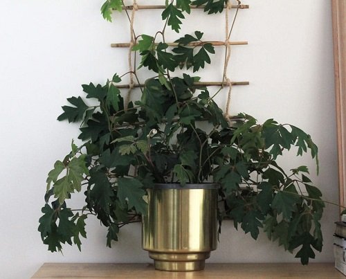 Bamboo and Rope Ladder Indoor Trellis