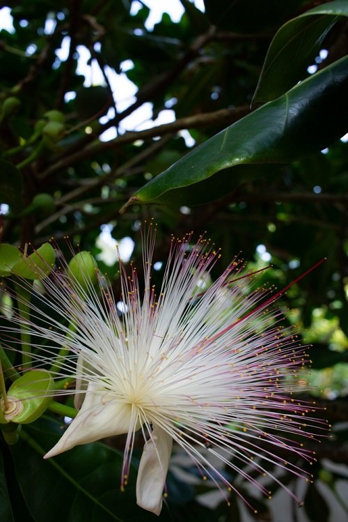 Hawaiian White Flowers.18