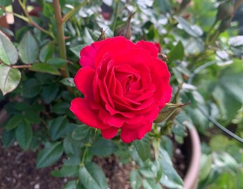 Smallest Rose Varieties for Containers 12