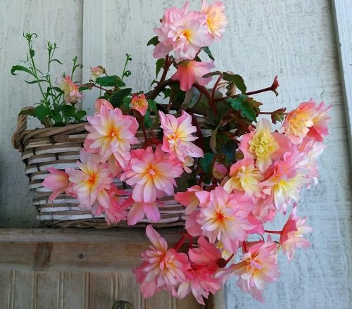 Las mejores variedades de begonias rosadas 39
