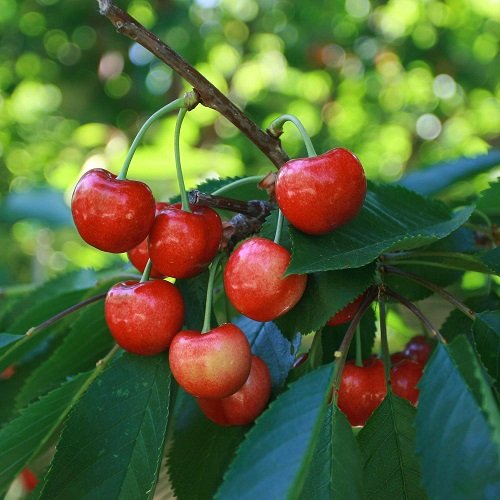Best Types of Cherries to Grow in Pots 20