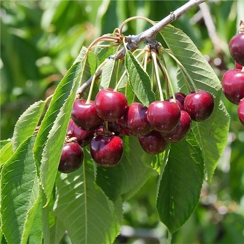 Best Types of Cherries to Grow in Pots 15
