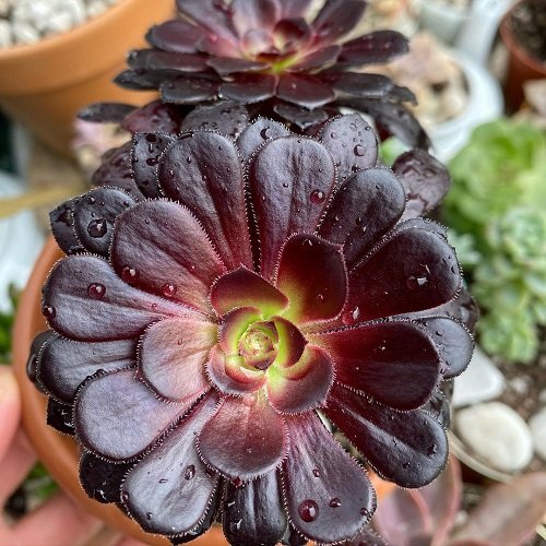 Succulent With Petal-Like Leaves 2