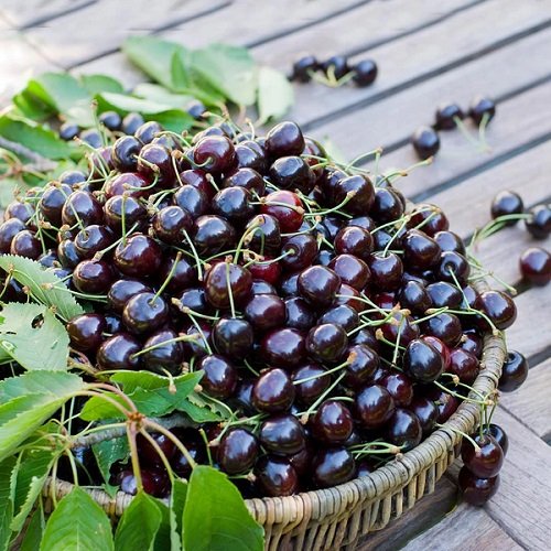 Best Types of Cherries to Grow in Pots 53