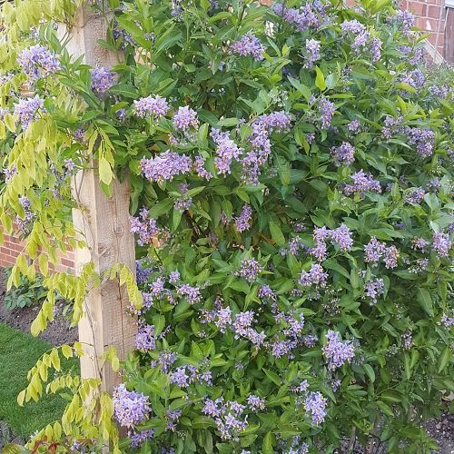 Blue Potato Vine Flowering Vines