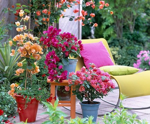 Different Ways to Grow Bougainvillea