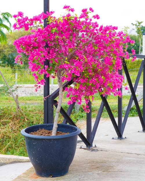 Requirements for Growing Bougainvillea in Pots