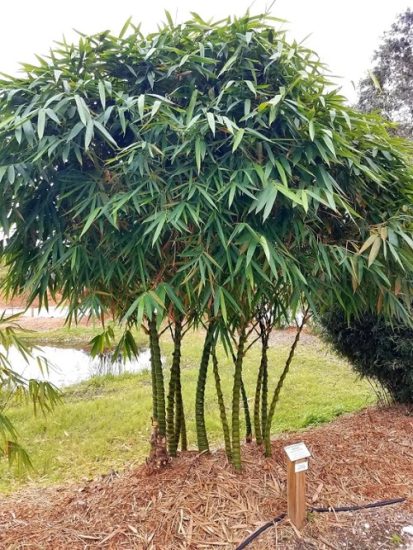 10 Plants That Look Like Lucky Bamboo Balcony Garden Web