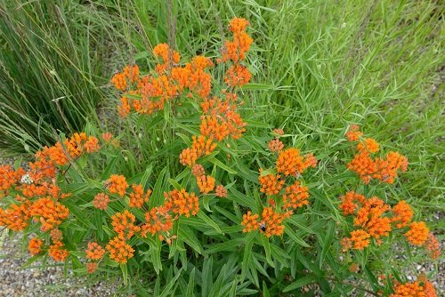 The top 25 perennials with orange blossoms
2