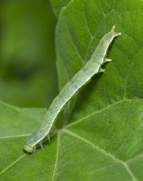Types of Common Pests in Your Garden 5