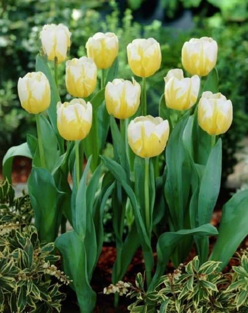 Best Yellow Tulip Varieties 12