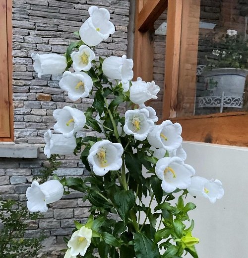 Canterbury Bells Shaped Flowers 