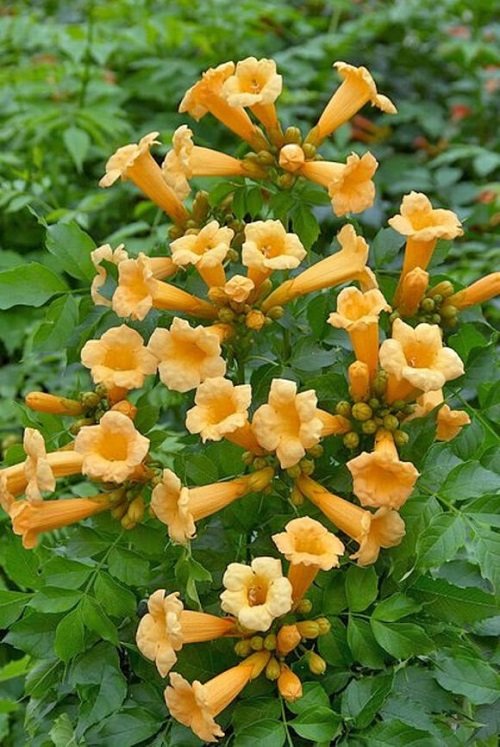 trumpet vine yellow Plants to attract hummingbird