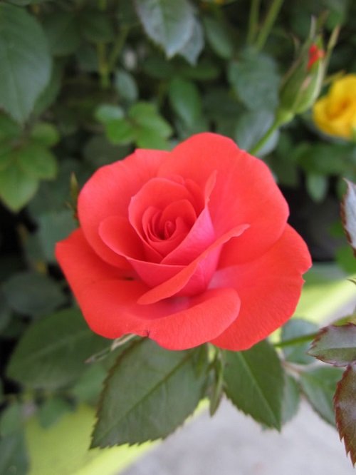 Smallest Rose Varieties for Containers 5
