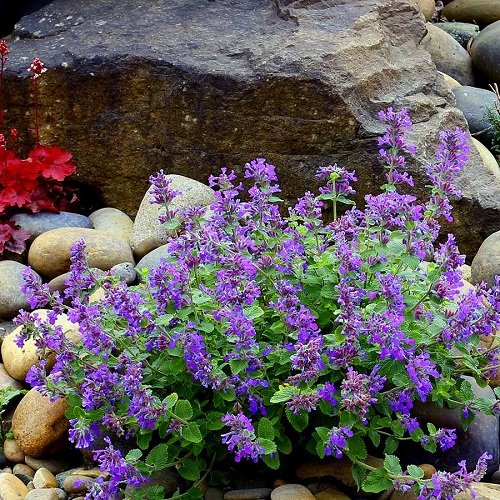 Fragrant Purple Flowers 23