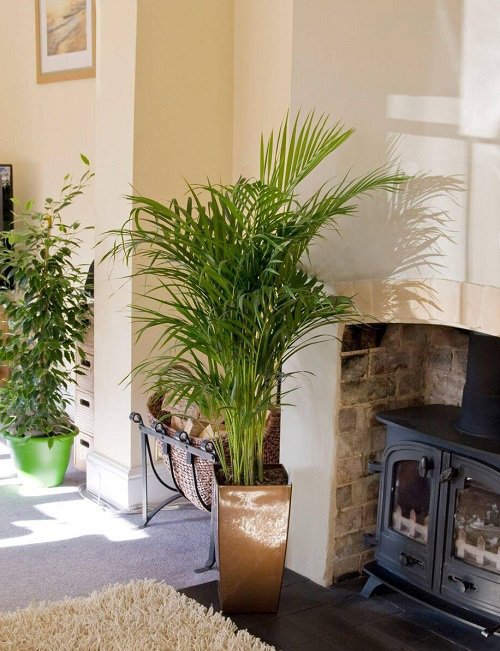 The Best Plants for a Basement That Require Little Light1