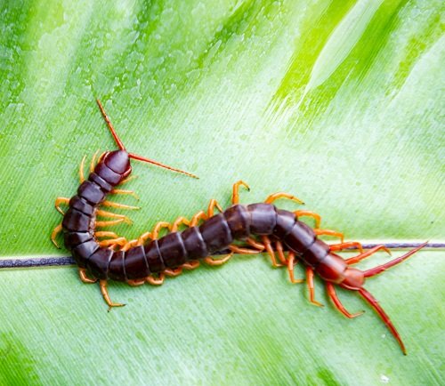 The categories of Typical Garden Pests