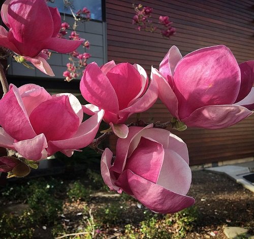 Chinese Magnolia looks as Cup-Shaped Flowers