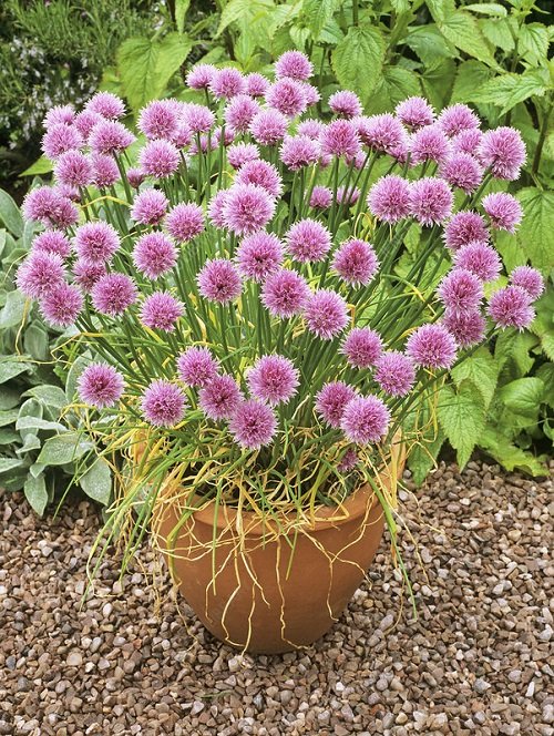 chives Plants to Grow in Home and Garden