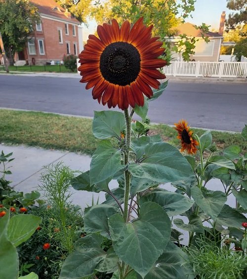 Top types of red sunflowers 2