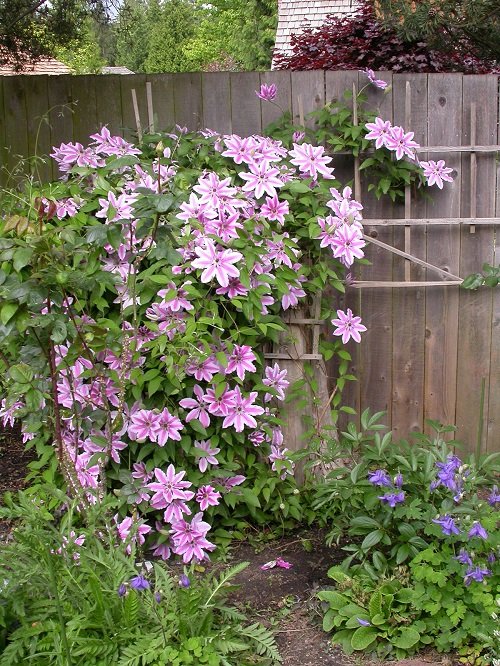 Clematis Nelly Moser Flowering Vines