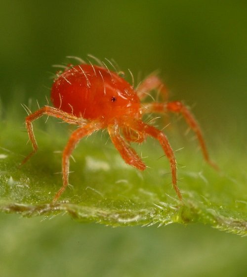 Common Pest Types for Your Garden