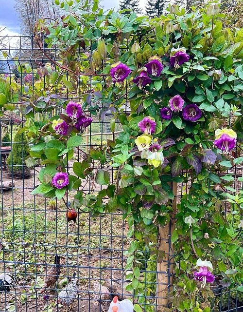 Saucer Vine Flowering Vines