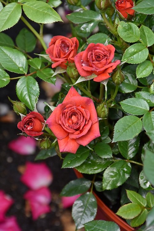 Smallest Rose Varieties for Containers 18