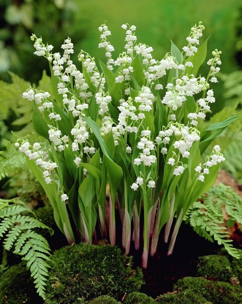 lilly of the valley Spring Flower