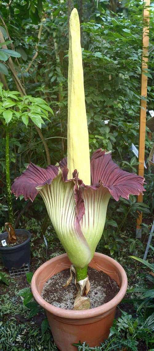 Corpse Flower Plant With Bizarre Name